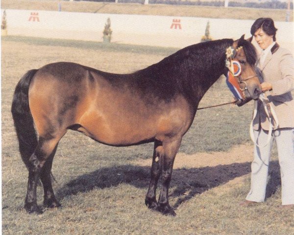 Zuchtstute Hisley Caviar (Dartmoor-Pony, 1984, von Hisley Pedlar)