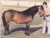 Zuchtstute Hisley Caviar (Dartmoor-Pony, 1984, von Hisley Pedlar)