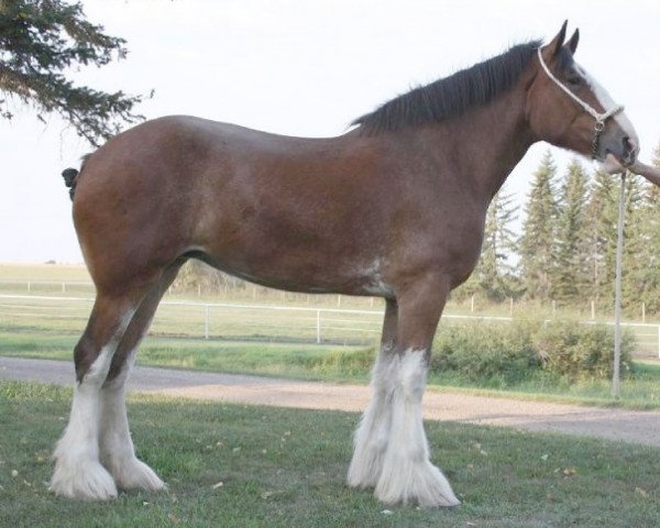 broodmare Willow Way Gala (Clydesdale, 2006, from Willow Way Altima)