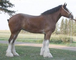 broodmare Willow Way Gala (Clydesdale, 2006, from Willow Way Altima)