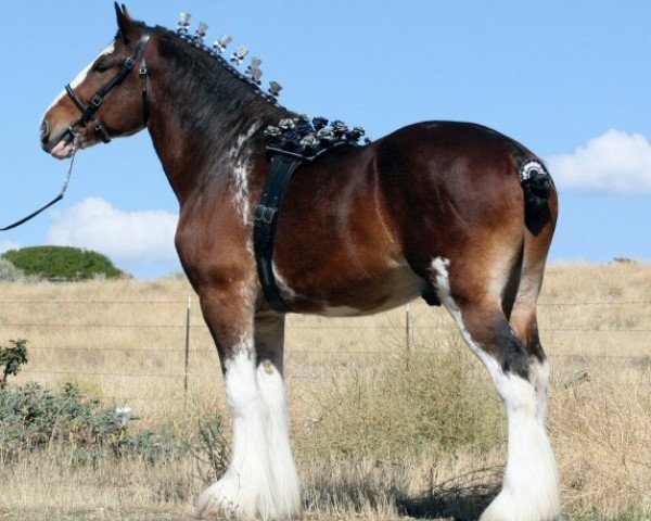 stallion Willow Way Firestone (Clydesdale, 2007, from Willow Way Bacardi)