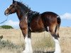 Deckhengst Willow Way Firestone (Clydesdale, 2007, von Willow Way Bacardi)