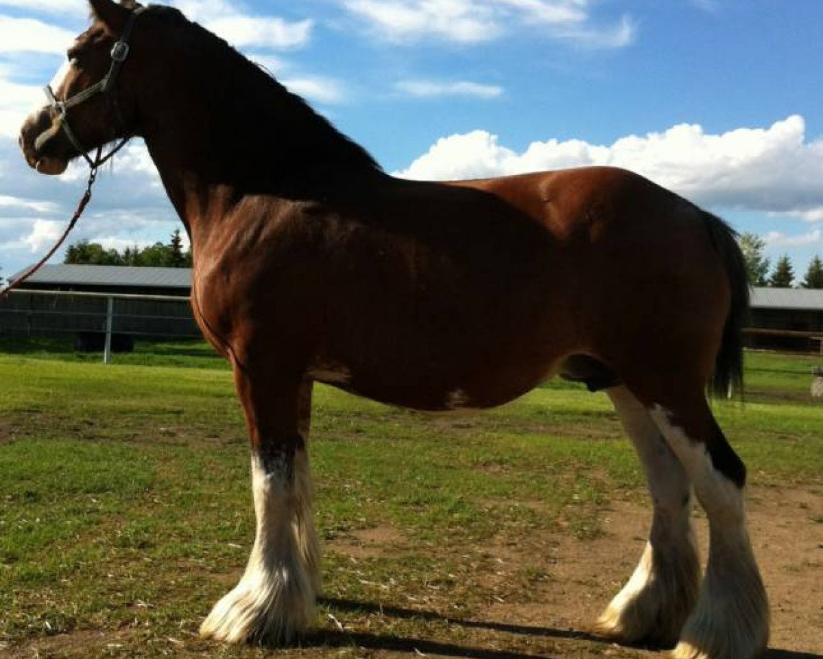 Zuchtstute Willow Way Farrah (Clydesdale, 2005, von Torrs Cup Winner)