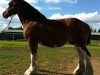 Zuchtstute Willow Way Farrah (Clydesdale, 2005, von Torrs Cup Winner)