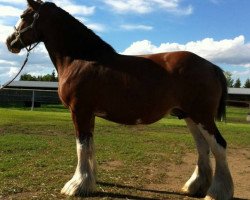 broodmare Willow Way Farrah (Clydesdale, 2005, from Torrs Cup Winner)