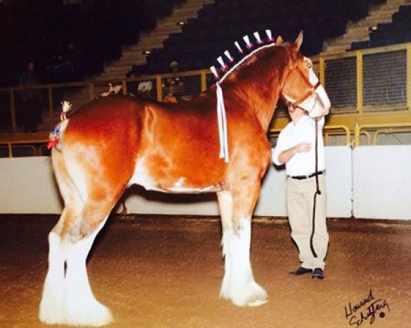 stallion Willow Way Elwood (Clydesdale, 2004, from Live Oak Omega)