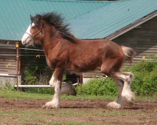 stallion Willow Way Elston (Clydesdale, 2004, from Live Oak Omega)