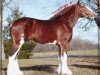 Deckhengst Willow Way Doyle (Clydesdale, 2003, von Collessie Ulsterman)