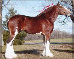 stallion Willow Way Doyle (Clydesdale, 2003, from Collessie Ulsterman)