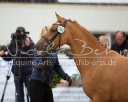 broodmare Dalina pur Emotion (German Riding Pony, 2013, from FS Don't Worry)