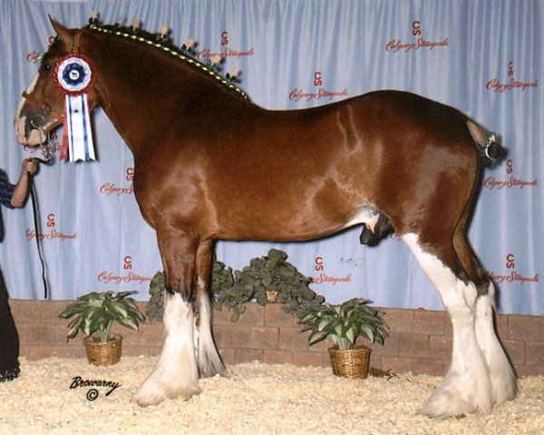 stallion Willow Way Dawson (Clydesdale, 2003, from Torrs Cup Winner)