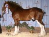 stallion Willow Way Dawson (Clydesdale, 2003, from Torrs Cup Winner)