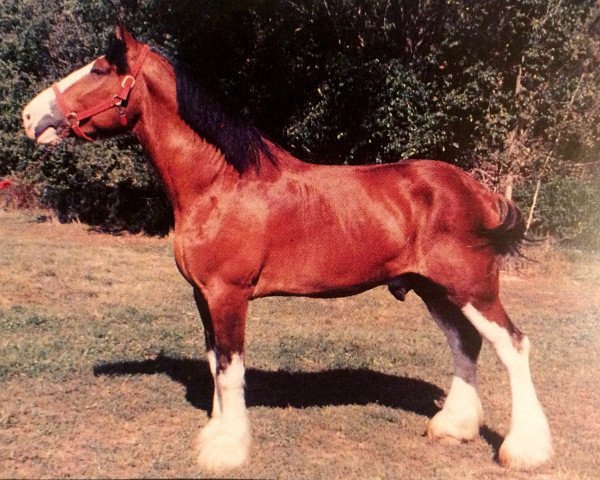 stallion Willow Way CW's National (Clydesdale, 1994, from Torrs Cup Winner)