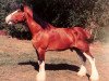 Deckhengst Willow Way CW's National (Clydesdale, 1994, von Torrs Cup Winner)