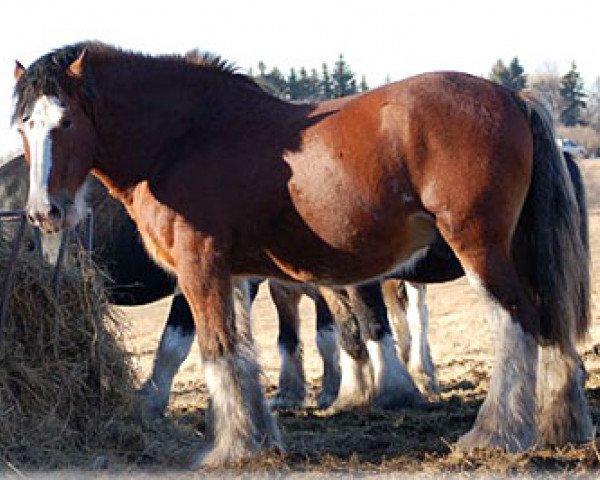 Deckhengst Willow Way Conor (Clydesdale, 1999, von Torrs Quicksilver)