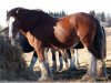 stallion Willow Way Conor (Clydesdale, 1999, from Torrs Quicksilver)