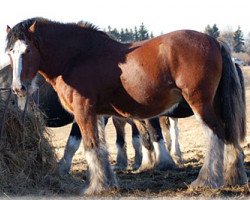 stallion Willow Way Conor (Clydesdale, 1999, from Torrs Quicksilver)