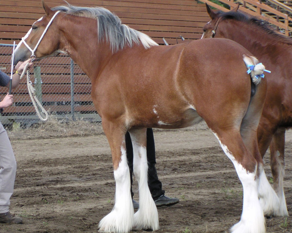 broodmare Willow Way Clarice (Clydesdale, 2002, from Live Oak Omega)