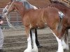 Zuchtstute Willow Way Clarice (Clydesdale, 2002, von Live Oak Omega)