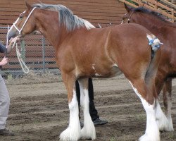 Zuchtstute Willow Way Clarice (Clydesdale, 2002, von Live Oak Omega)