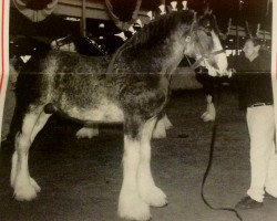 stallion Willow Way Clarence (Clydesdale, 1999, from Torrs Quicksilver)