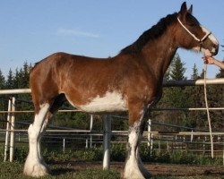 Zuchtstute Willow Way Charlotte (Clydesdale, 2002, von Live Oak Commander)