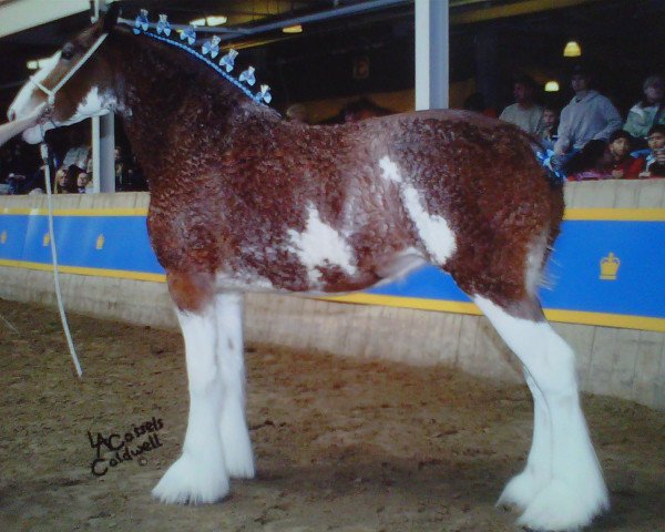 broodmare Willow Way Chanel (Clydesdale, 2002, from Live Oak Omega)