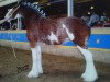 Zuchtstute Willow Way Chanel (Clydesdale, 2002, von Live Oak Omega)