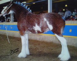 Zuchtstute Willow Way Chanel (Clydesdale, 2002, von Live Oak Omega)