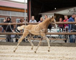 dressage horse Stute von Coer Noble / FS Numero Uno (German Riding Pony, 2019, from Coer Noble)