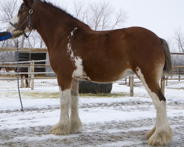 Zuchtstute Willow Way Carlene (Clydesdale, 2002, von Live Oak Omega)