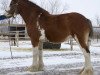 Zuchtstute Willow Way Carlene (Clydesdale, 2002, von Live Oak Omega)