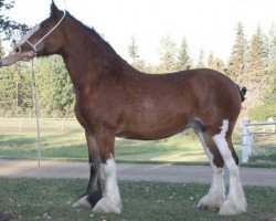 broodmare Willow Way Britt (Clydesdale, 2001, from Live Oak Commander)