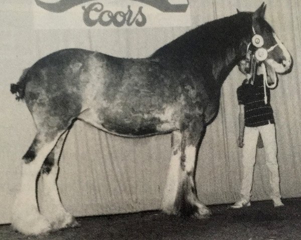 Zuchtstute Willow Way Becky (Clydesdale, 1980, von Inspiration Prince)