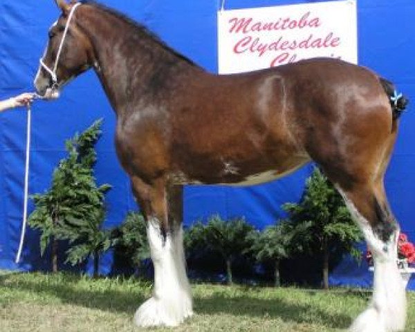 Zuchtstute Willow Way Annette (Clydesdale, 2000, von Torrs Quicksilver)