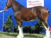 broodmare Willow Way Annette (Clydesdale, 2000, from Torrs Quicksilver)