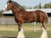 Deckhengst Willow Way Altima (Clydesdale, 2002, von Live Oak Omega)