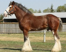 stallion Willow Way Altima (Clydesdale, 2002, from Live Oak Omega)