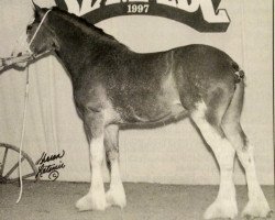 broodmare Willow Way Gabriel (Clydesdale, 1995, from Torrs Cup Winner)