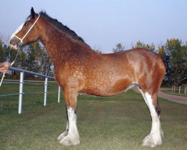 broodmare Willow Way Alix (Clydesdale, 2000, from Live Oak Commander)