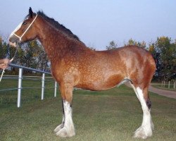 broodmare Willow Way Alix (Clydesdale, 2000, from Live Oak Commander)