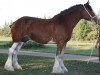 broodmare Willow Way Adrien (Clydesdale, 2000, from Torrs Cup Winner)