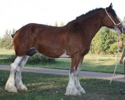 Zuchtstute Willow Way Adrien (Clydesdale, 2000, von Torrs Cup Winner)