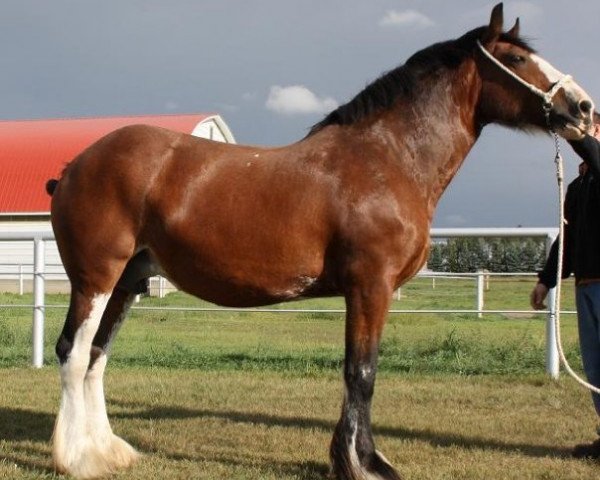 broodmare Willow Way Coral (Clydesdale, 2002, from Live Oak Omega)