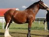 broodmare Willow Way Coral (Clydesdale, 2002, from Live Oak Omega)