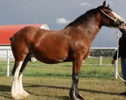 broodmare Willow Way Coral (Clydesdale, 2002, from Live Oak Omega)