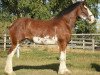 Zuchtstute Willow Way Jade (Clydesdale, 2009, von Zorra Highland Captain)