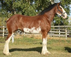 Zuchtstute Willow Way Jade (Clydesdale, 2009, von Zorra Highland Captain)