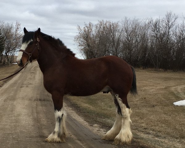 stallion Willow Way Prozac (Clydesdale, 2015, from Calico Great Galaxy)