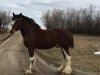 Deckhengst Willow Way Prozac (Clydesdale, 2015, von Calico Great Galaxy)